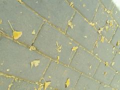 android_upload_pic-三里屯东五街银杏大道
