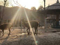 -石家庄市动物园