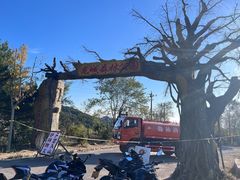 -五龙城郊森林公园