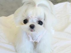-萌宠之家·腊肠犬·马尔泰·小体犬舍