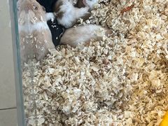 -怪兽屋·羊驼·猫咖·狗咖(俊华广场店)