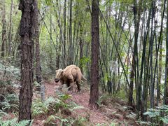 -森波拉奇妙世界