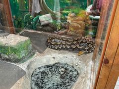 -上海大自然野生昆虫馆(东方明珠·爬宠昆虫探索中心)