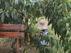 -樂桃源奉贤黄桃种植采摘基地