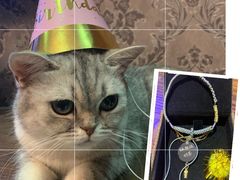 -佳雯宠物医院(金华南路分院)