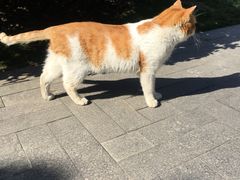 猫-静安雕塑公园