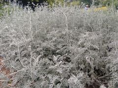 -上海滨江森林公园