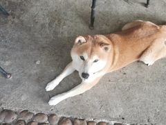 -柴犬高等学院·狗咖·柴犬售卖·宠物训练