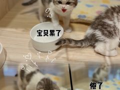 -屋虎猫馆(宝安大仟里店)