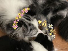 -翊宠yipet猫狗购宠庄园犬舍•猫舍