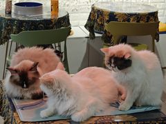 -平行世界·猫咖(首经贸店)
