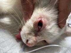 -萌兽医馆·犬猫专科·眼科中心·宠物医院(朝阳门分院)