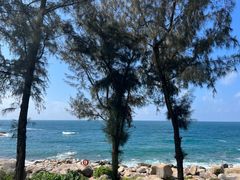 -广东惠东海龟国家级自然保护区