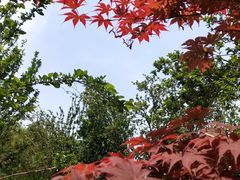 -海棠花溪(元大都城垣遗址公园)