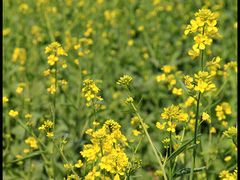 -北京东方普罗旺斯薰衣草庄园