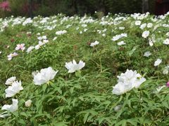 -终南山古楼观历史文化景区