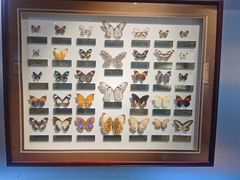 -上海昆虫博物馆