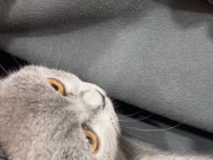 -瑞鹏宠物医院·超声·骨科·奇麟分院(蜀都万达店)