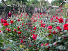 -三圣花乡旅游区