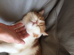 -飞行喵MR PILOT|猫舍·猫咖(静安大融城店)