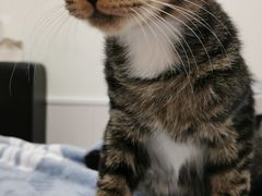-凯特喵百思猫专科医院