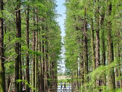 -渌洋湖湿地公园