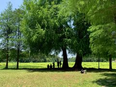 -南宁良凤江国家森林公园