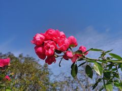 -武汉紫薇都市田园