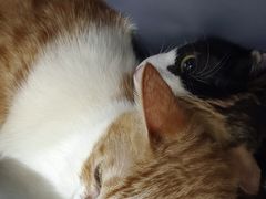-创凡宠物医院·骨专科  猫科中心(西乡分院)