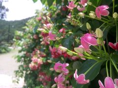 -幽兰山荘