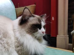 -猫色咖啡·猫咖