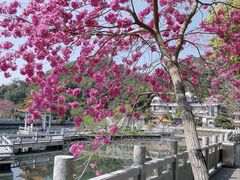 -红山村