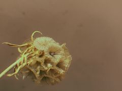 -柴务处·柴犬主题狗咖