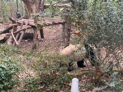 -成都大熊猫繁育研究基地
