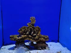 -青岛海底世界-水族馆