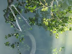 -北海金海湾红树林生态旅游区