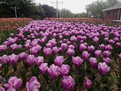-石家庄市植物园