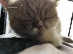 -more than meow吴止猫主题餐厅(承德 中船汇店)