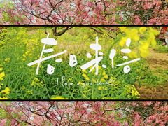 -天适樱花悠乐园