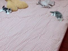 -喵汪宠物生活馆(涞坊路店)