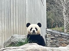 -卧龙中华大熊猫苑神树坪基地