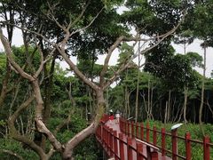 -东寨港红树林旅游区