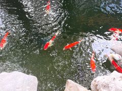 -鲤院·新中式美学·庭院餐厅(夫子庙店)