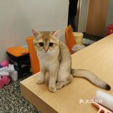 OneCat布偶猫咖~~可可爱爱,超级治愈