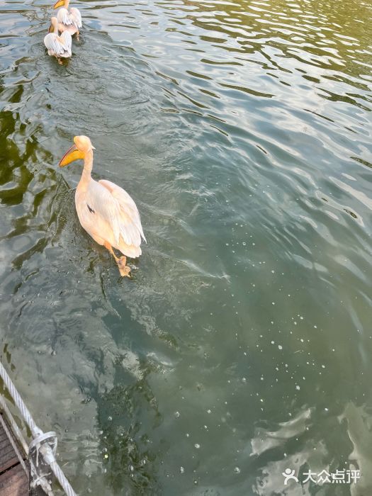 成都动物园图片