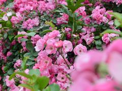 -都江堰玫瑰花溪谷