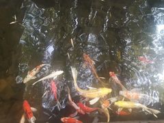 -勐丽梦兰傣味餐厅