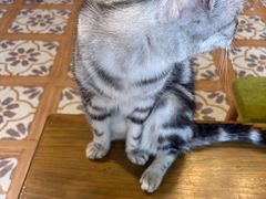 -猫猫幼稚园·撸猫·桌游·电玩