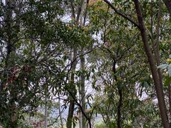 -上海佘山国家森林公园天马山园