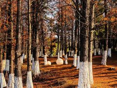 -瑶湖郊野森林公园